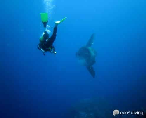 Mola mola sunfish swimming with underwater diver in the blue during PADI Courses at Eco2 Diving Mtwara South Tanzania