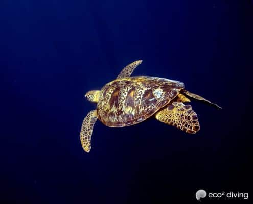 Green sea turtle back view swimming away in the blue ocean at mikindani bay mtwara south tanzania