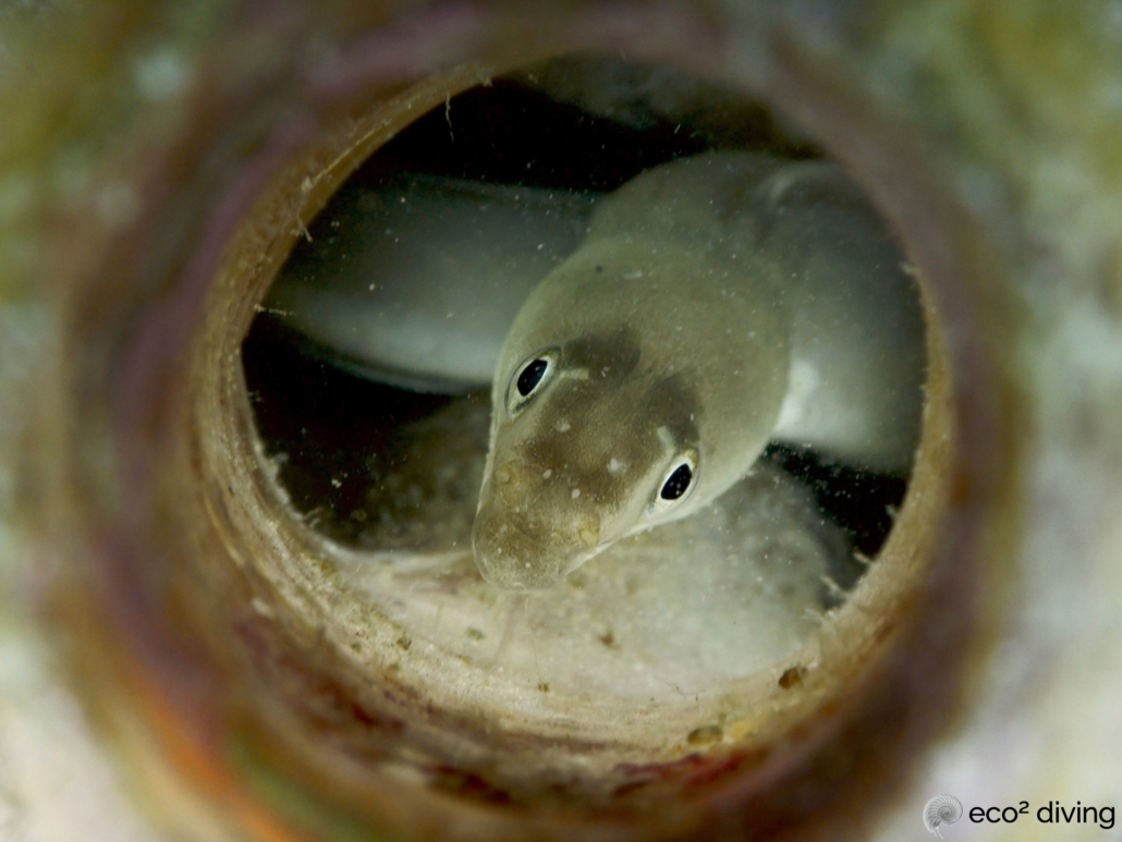 Grey snake eel portrait in a plastic bottle underwater at Eco2 Diving Mtwara Tanzania