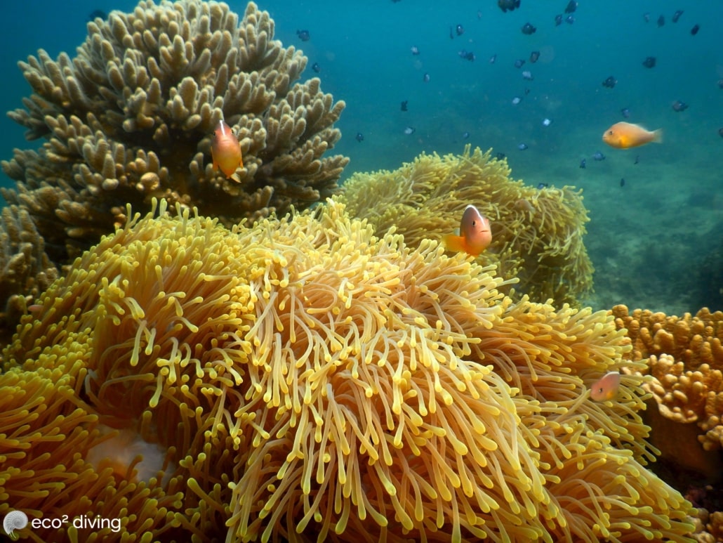 Orange skunk anemone fish in big anemone underwater for Mikindani gallery of Eco2 Diving Mtwara Tanzania