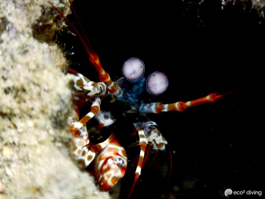 Peacock mantis shrimp face portrait heading out of its hole at Eco2 Diving Mtwara Tanzania
