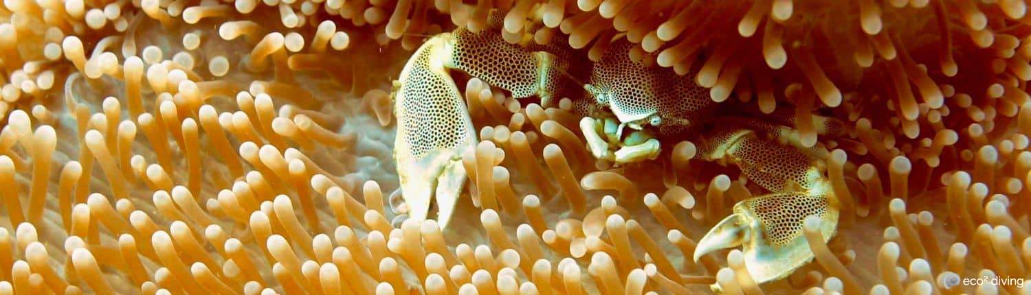 Porcelain anemone crab protecting its white tip anemone at Eco2 Diving mtwara Tanzania