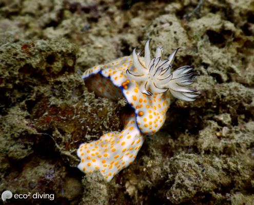 White nudibranch with yellow spots blue edges and flower on top of underwater rocks in mikindani bay mtwara south tanzania