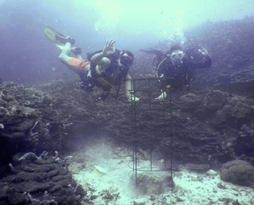 coral restoration underwater structure eco2 diving mikindani mtwara