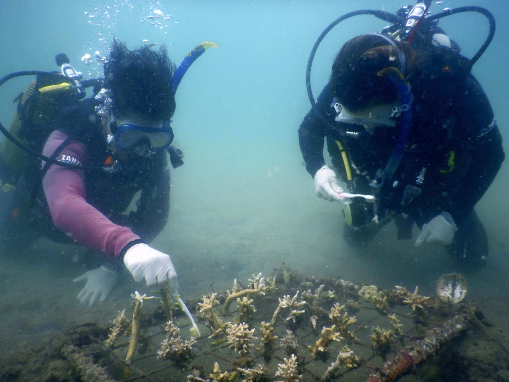 Coral restoration divers planting corals nursery
