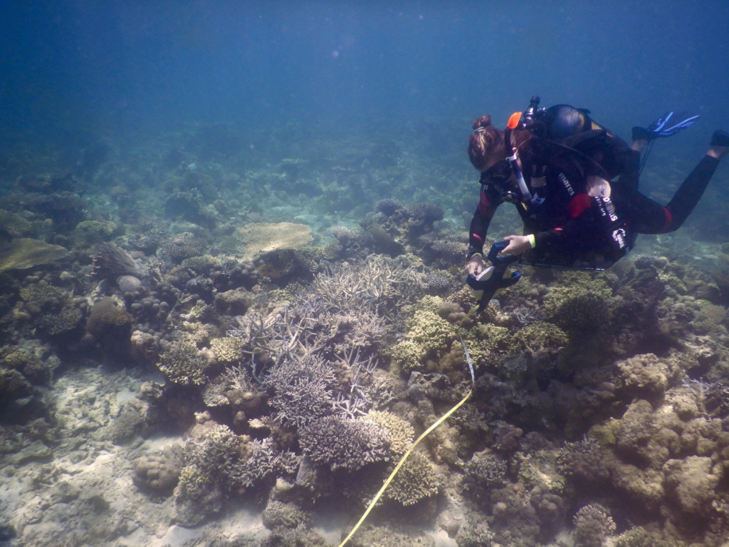coral restoration reef survey eco2 diving mikindani mtwara tanzania