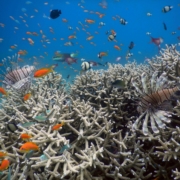 healthy coral reef restoration marine conservation