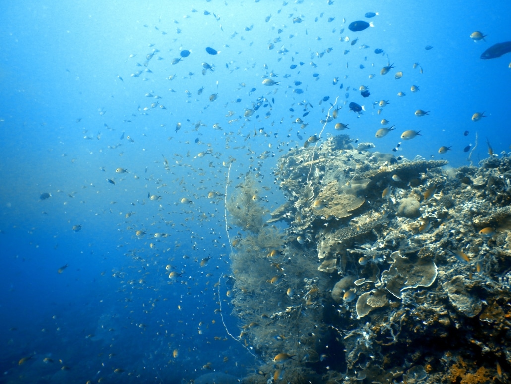 Healthy coral reef restoration mikindani mtwara eco2 diving
