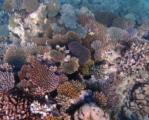 pristine coral reef coral restoration marine conservation eco2 diving mikindani mtwara tanzania