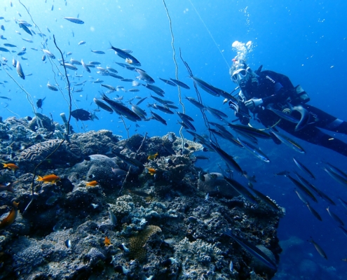 coral restoration diver underwater reef fish school eco2 diving mikindani mtwara tanzania