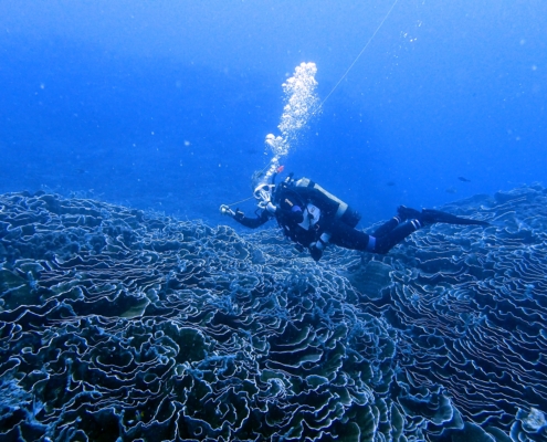 coral restoration marine conservation underwater diver eco2 diving mikindani mtwara tanzania