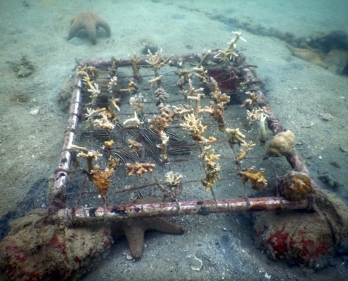 nursery coral restoration table eco2 diving mikindani mtwara tanzania