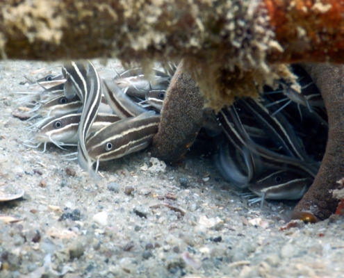 catfish coral restoration nursery marine conservation underwater diver eco2 diving mikindani mtwara tanzania