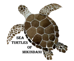 sea turtles of mikindani sea turtle conservation marine conservation eco2 diving mikindani mtwara
