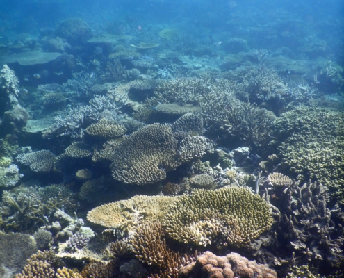 healthy coral reef coral restoration marine conservation
