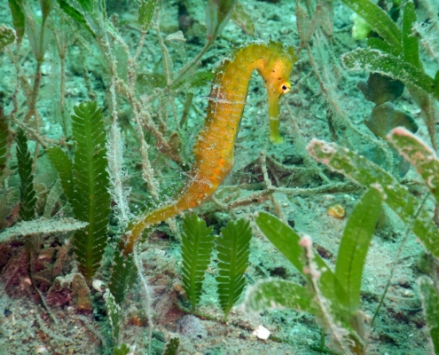 seahorse seagrass coral restoration eco2 diving mikindani mtwara tanzania