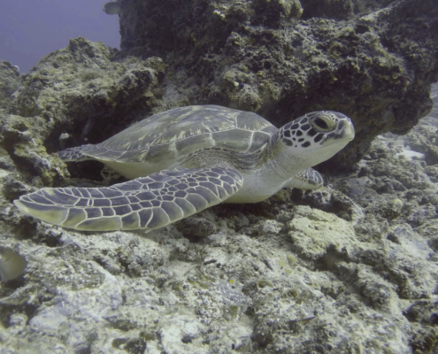 green sea turtles protection marine conservation eco2 diving mikindani mtwara tanzania