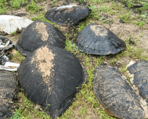 Sea turtles shell poaching protection marine conservation eco2 diving mikindani mtwara tanzania