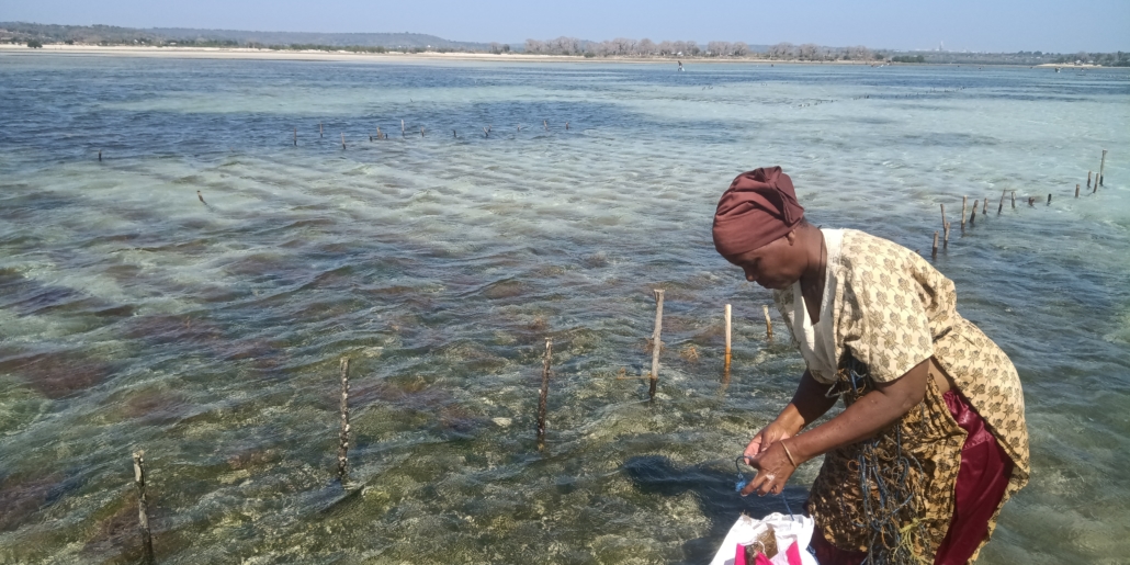 seaweed farming sea turtle protection marine conservation eco2 diving mikindani mtwara tanzania