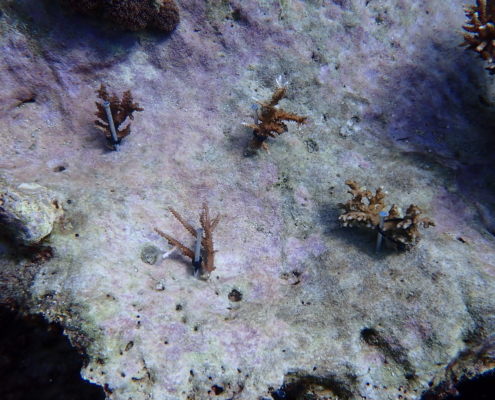 coral restoration diving techniques eco2 diving mikindani mtwara tanzania