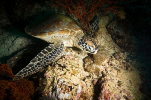 Green turtle sea turtle conservation protection marine conservation eco2 diving mikindani mtwara tanzania